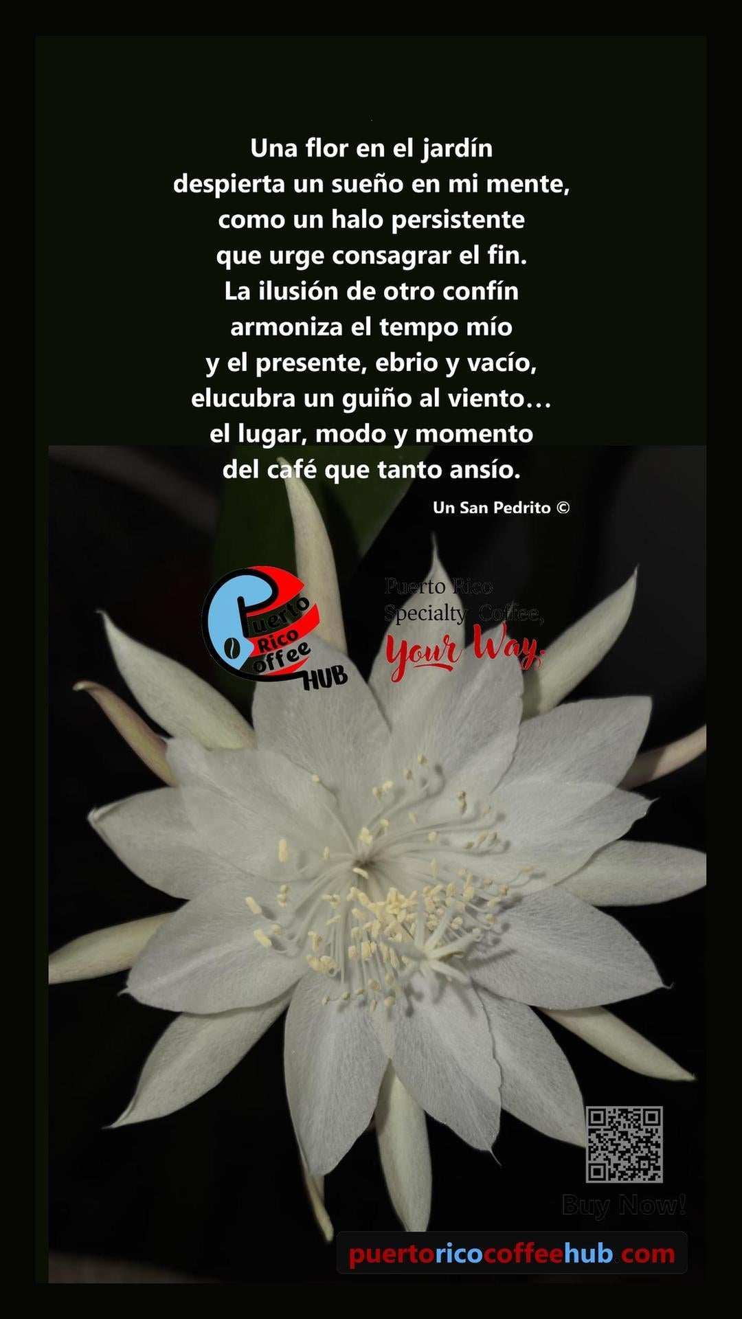Flor dama de noche
