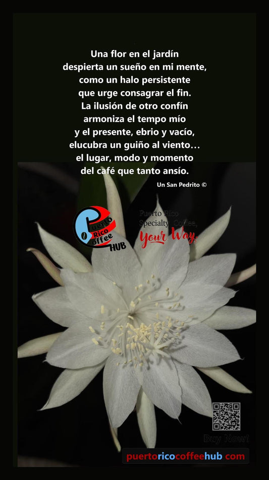 Flor dama de noche