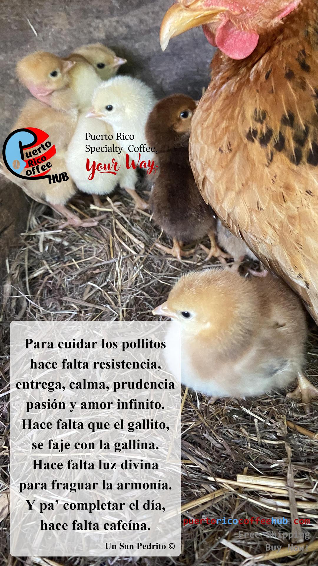 Pollito Rico Para cuidar los pollitos – Puerto Rico Coffee Hub